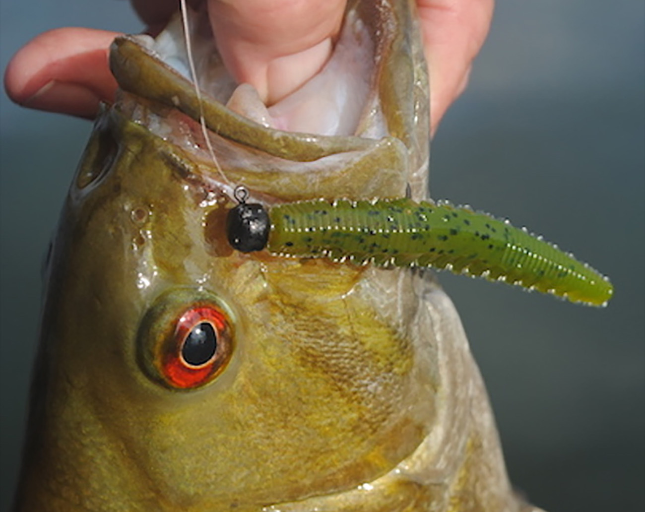 Attitude Baits NED Heads